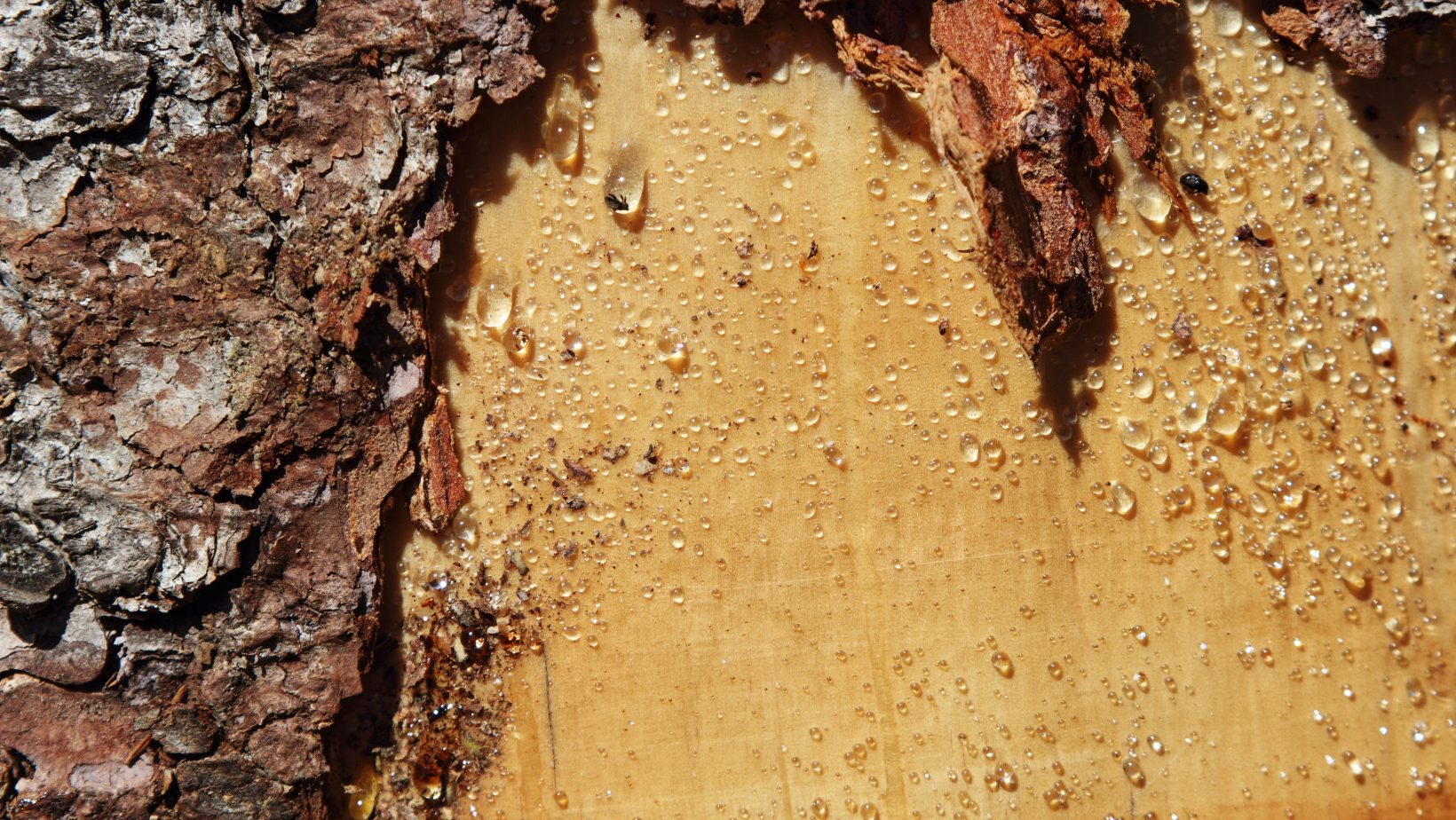 Harzflecken entfernen