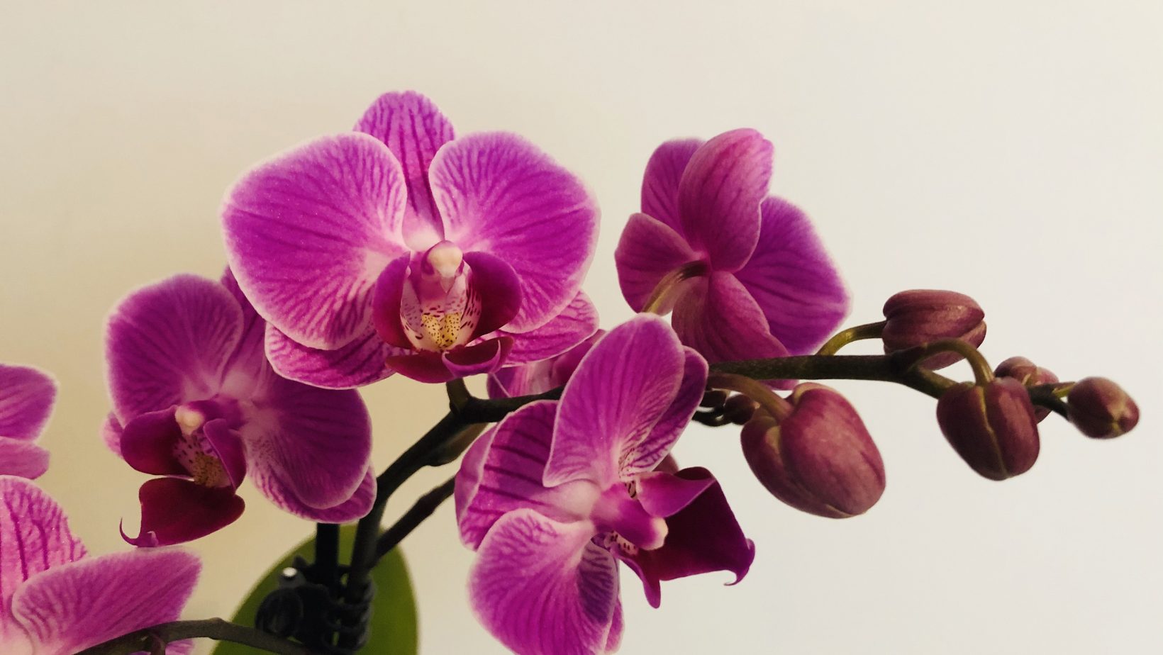 Orchideenpflege