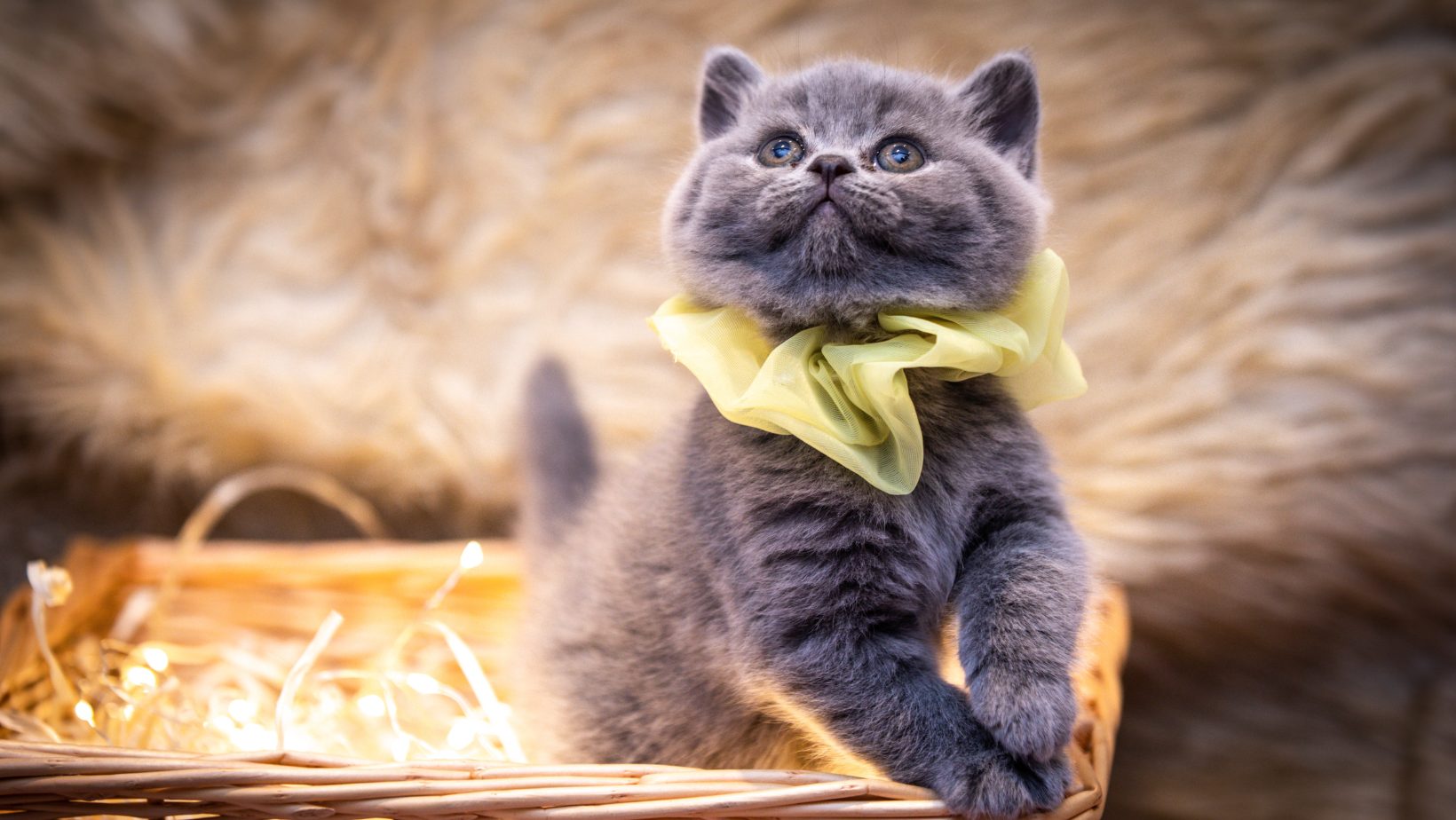 Leuchthalsband Katze